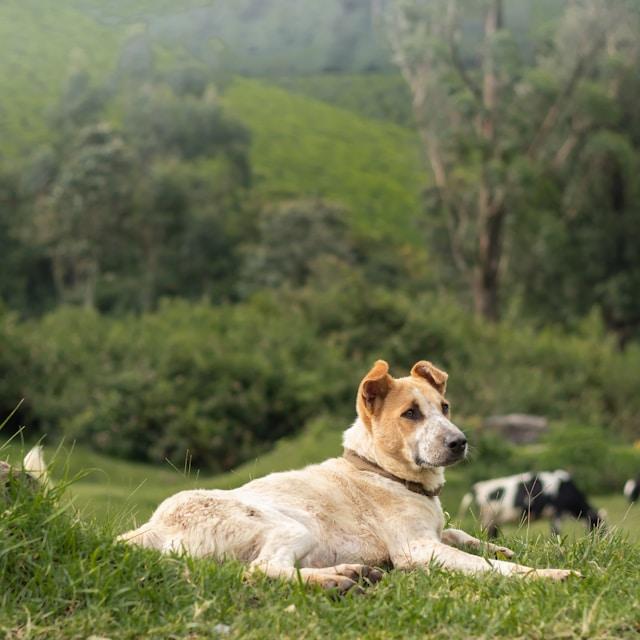 Two dogs outside, calmly looking ahead