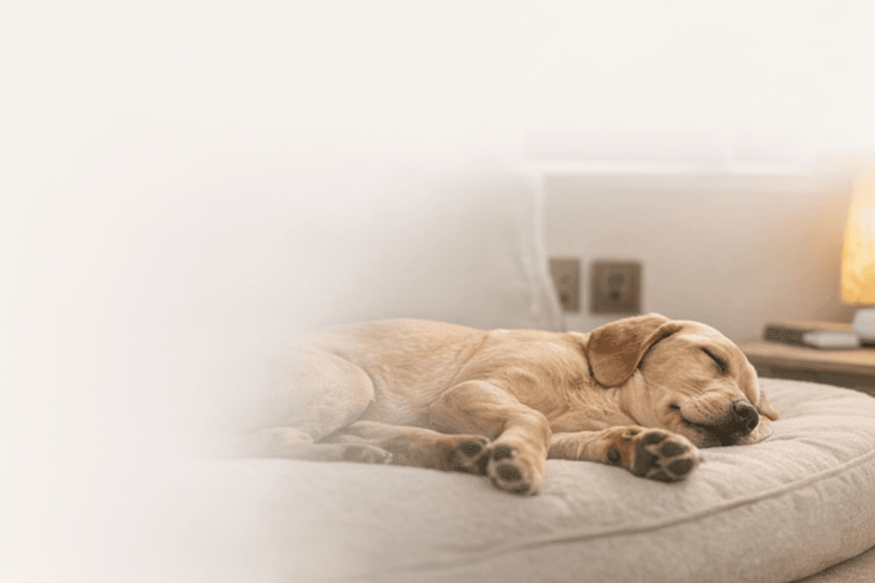 A calm dog resting comfortably